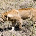 TZA SHI SerengetiNP 2016DEC25 Moru4Area 066 : 2016, 2016 - African Adventures, Africa, Date, December, Eastern, Month, Moru 4 Area, Places, Serengeti National Park, Shinyanga, Tanzania, Trips, Year